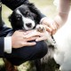 Braut und Bräutigam mit Hund Portrait Pfote